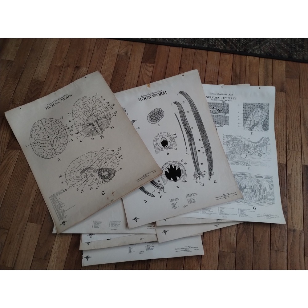 11 Vtg Turtox Class-Room Charts Anatomy Biology Medical Educational 1939 - 1940s